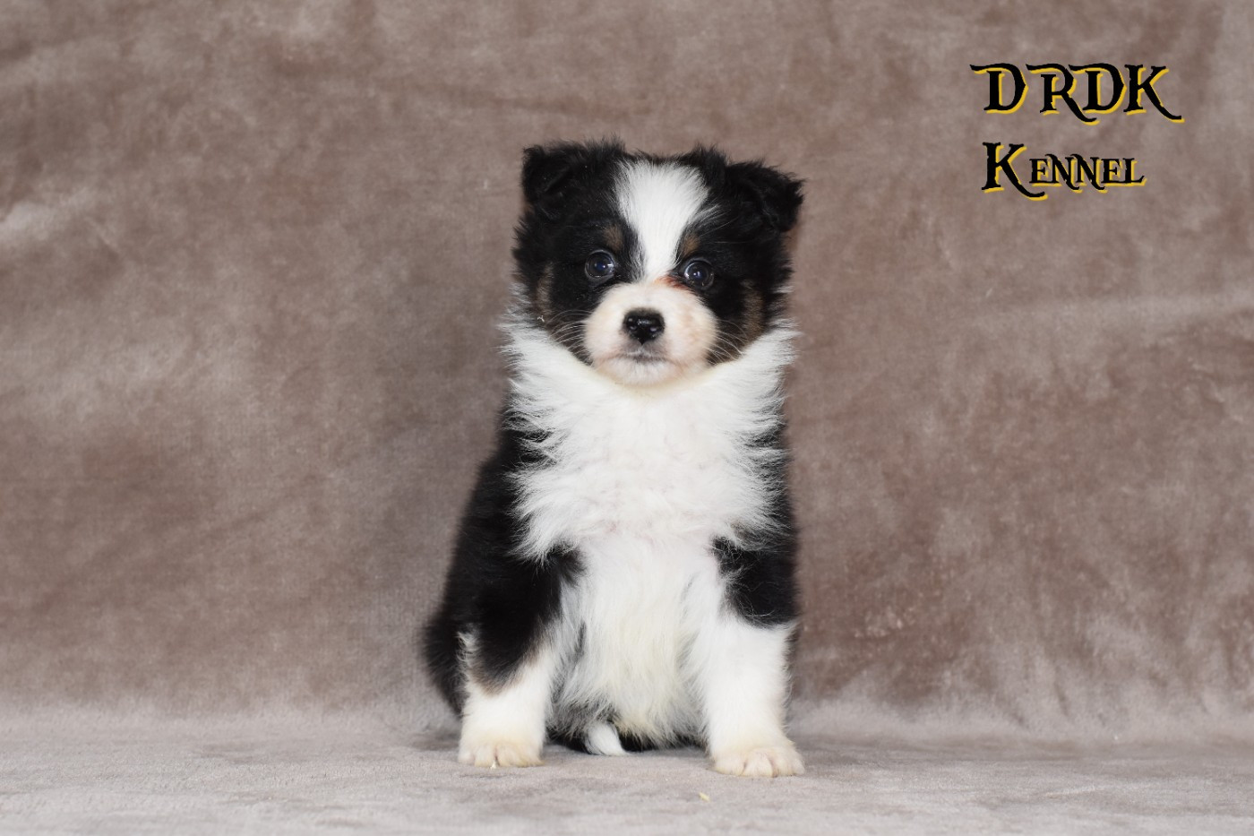 Du Royaume Des Khaleesis - Chiots disponibles - Berger Australien