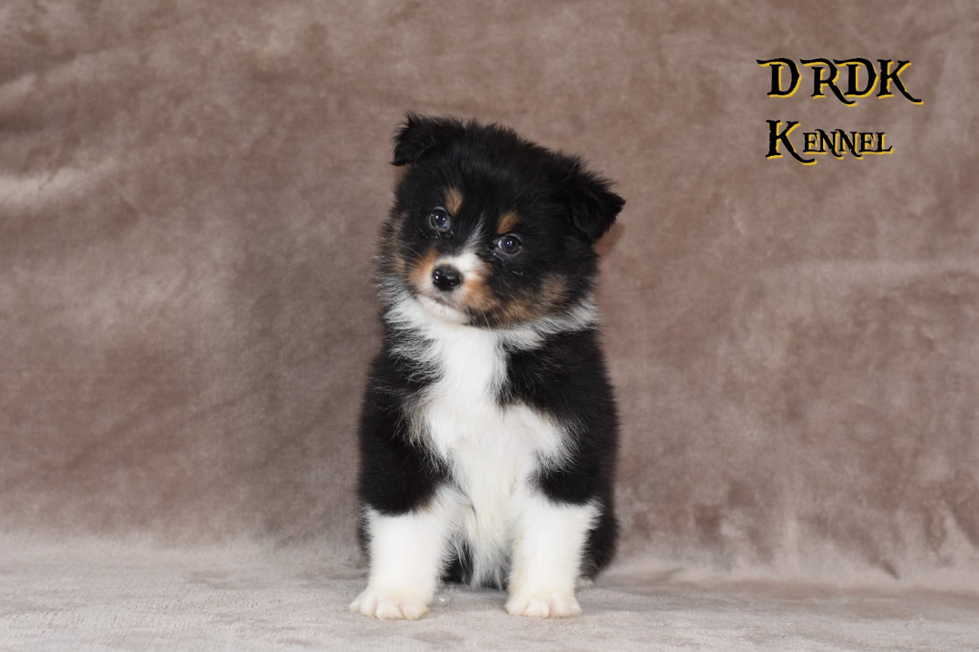 Du Royaume Des Khaleesis - Chiots disponibles - Berger Australien