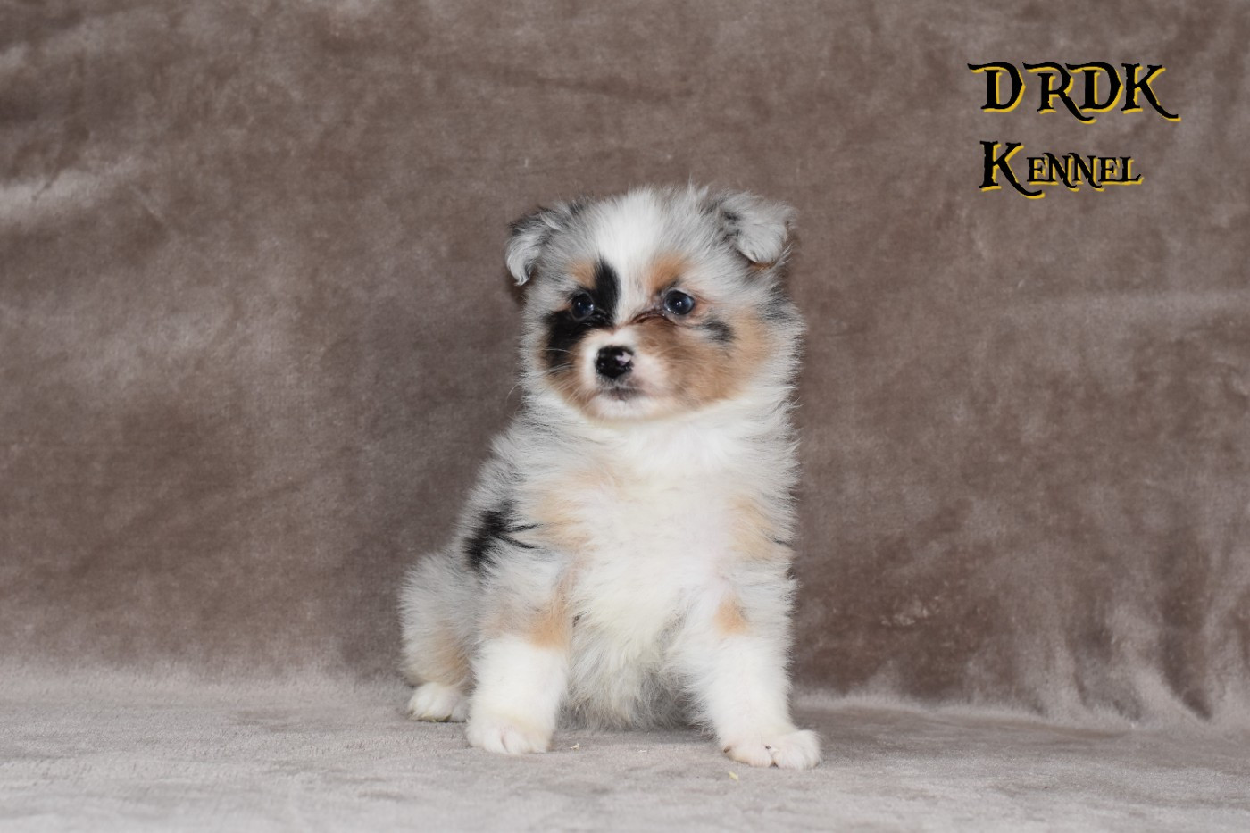 Du Royaume Des Khaleesis - Chiots disponibles - Berger Australien