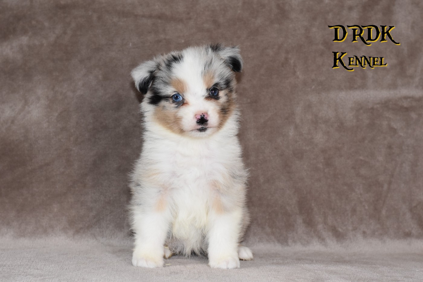 Du Royaume Des Khaleesis - Chiots disponibles - Berger Australien
