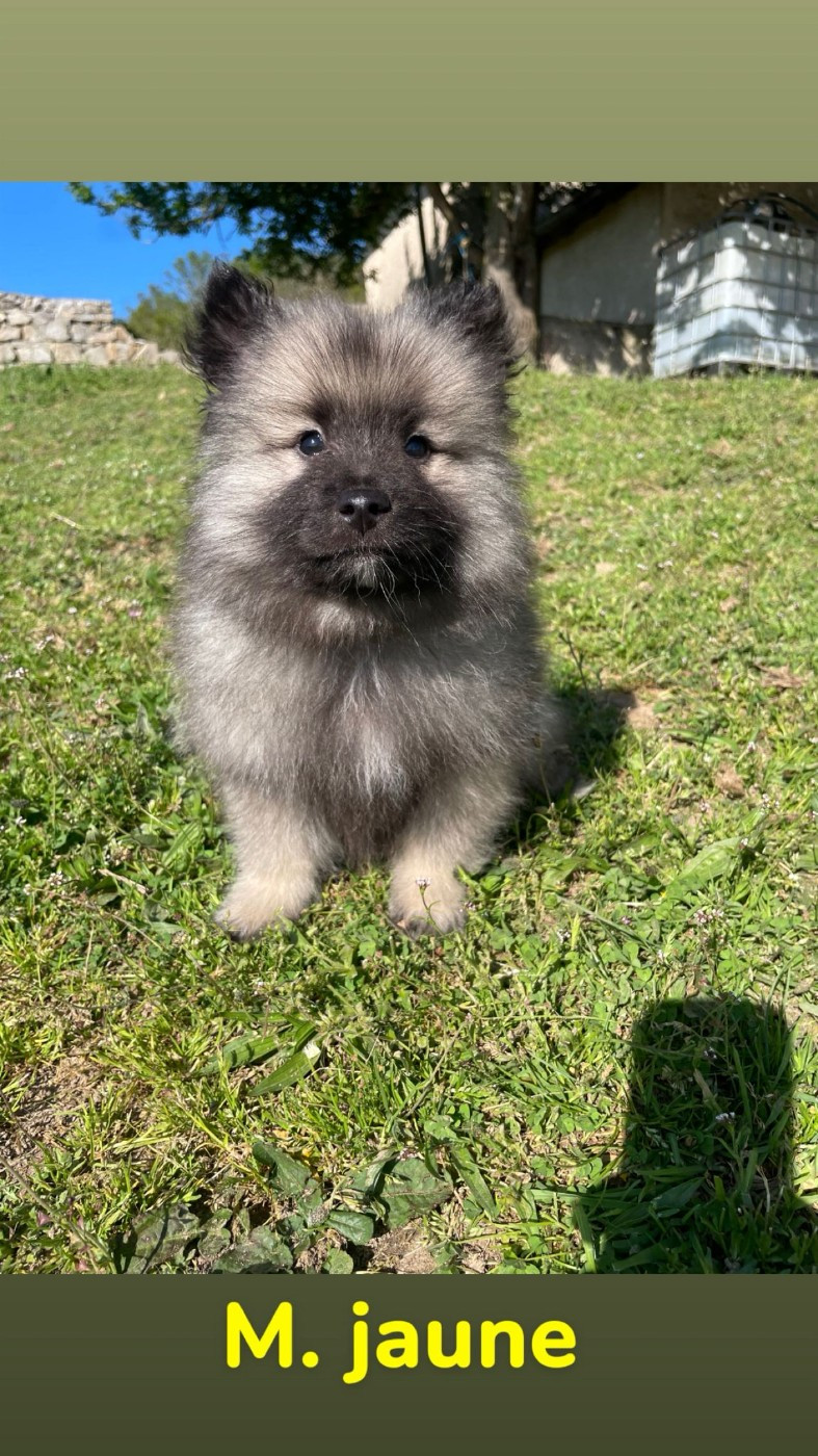 Du Royaume Des Khaleesis - Chiots disponibles - Spitz allemand
