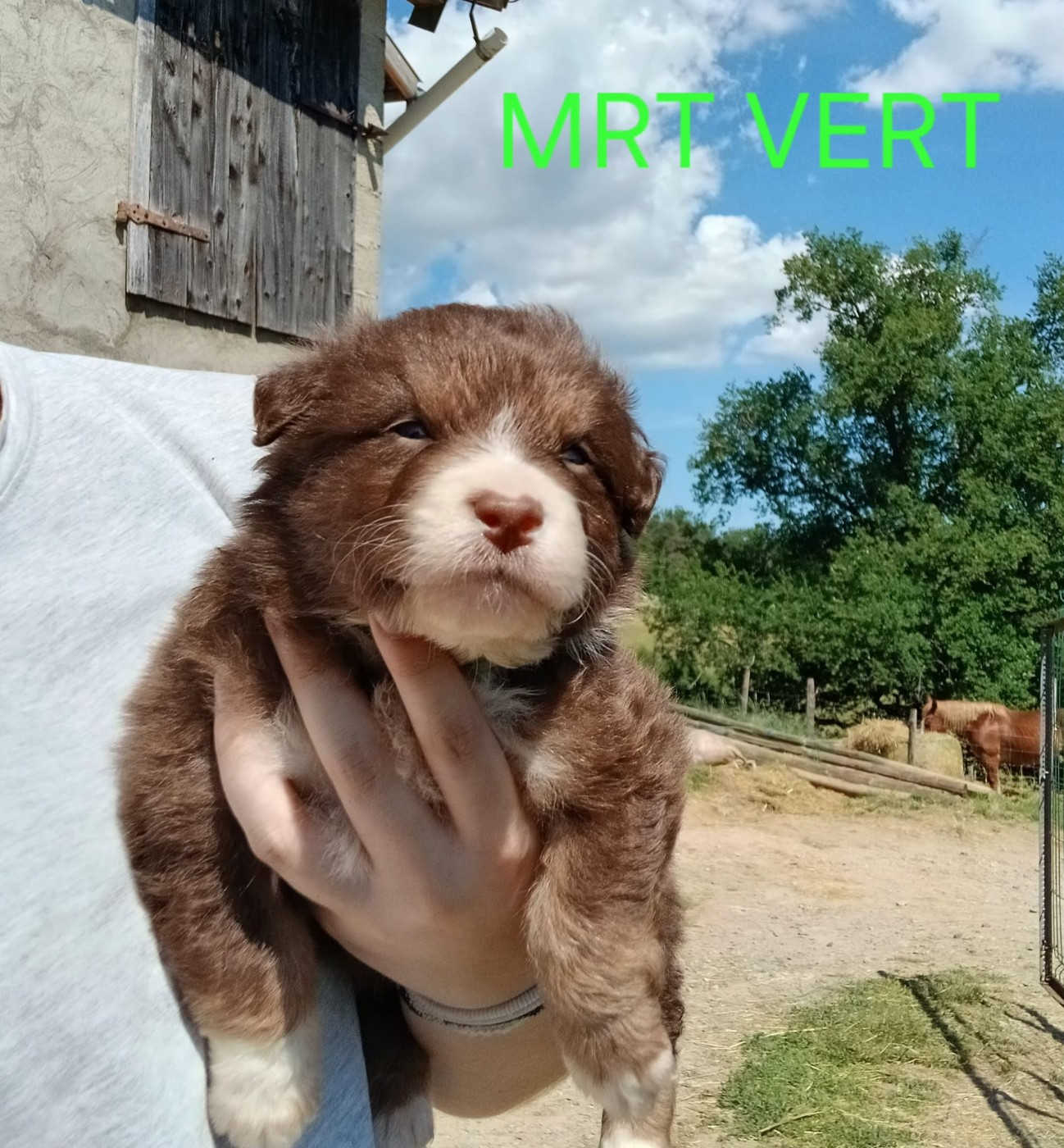 Du Royaume Des Khaleesis - Chiots disponibles - Berger Australien