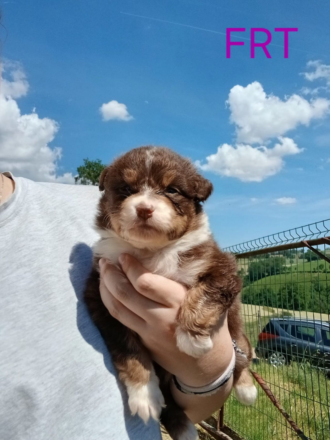 Du Royaume Des Khaleesis - Chiots disponibles - Berger Australien