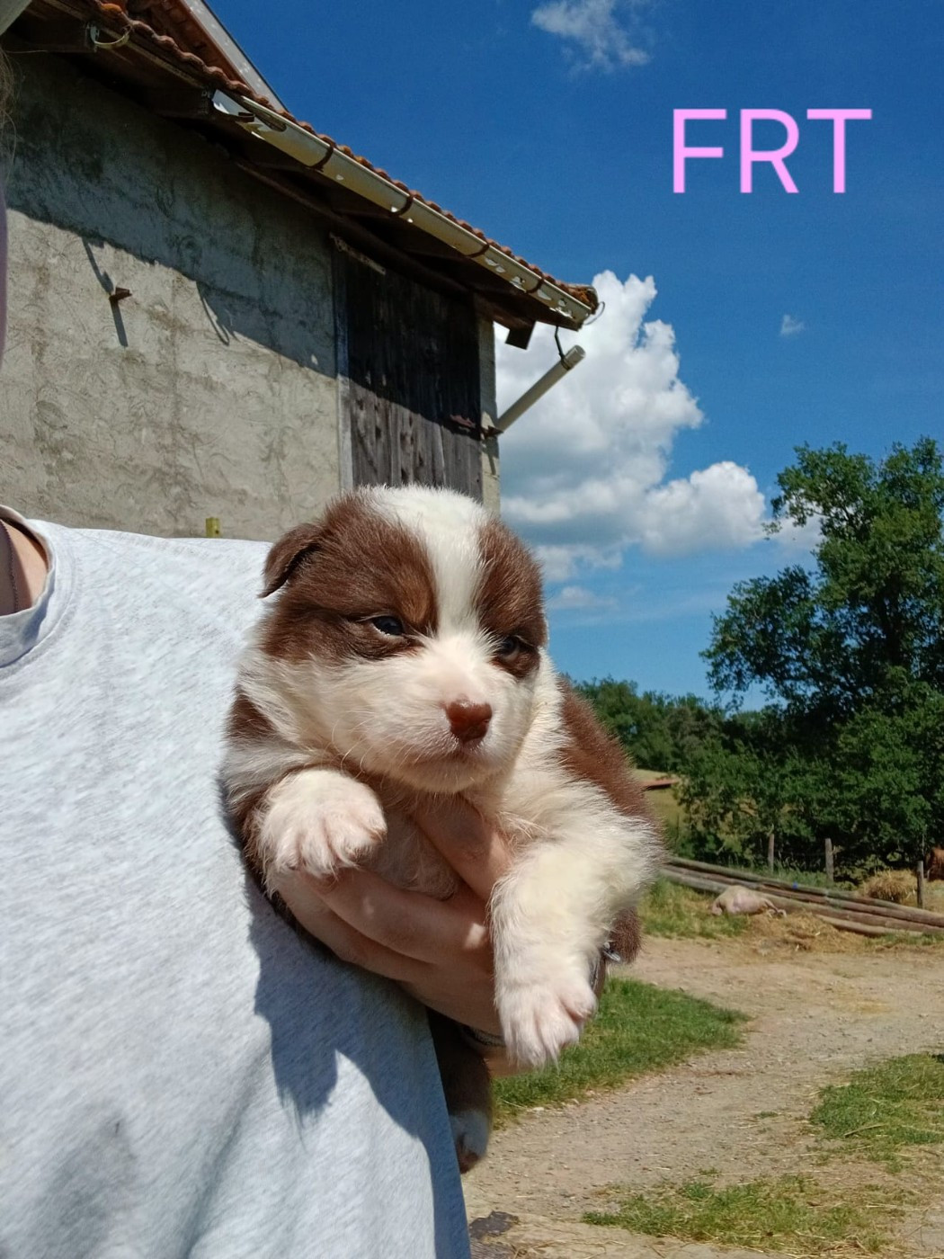 Du Royaume Des Khaleesis - Chiots disponibles - Berger Australien