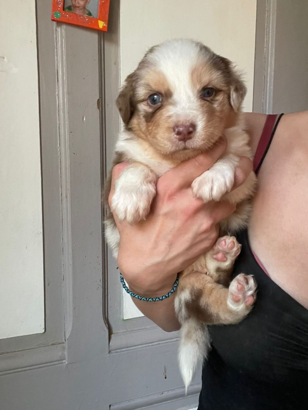 Du Royaume Des Khaleesis - Chiots disponibles - Berger Australien