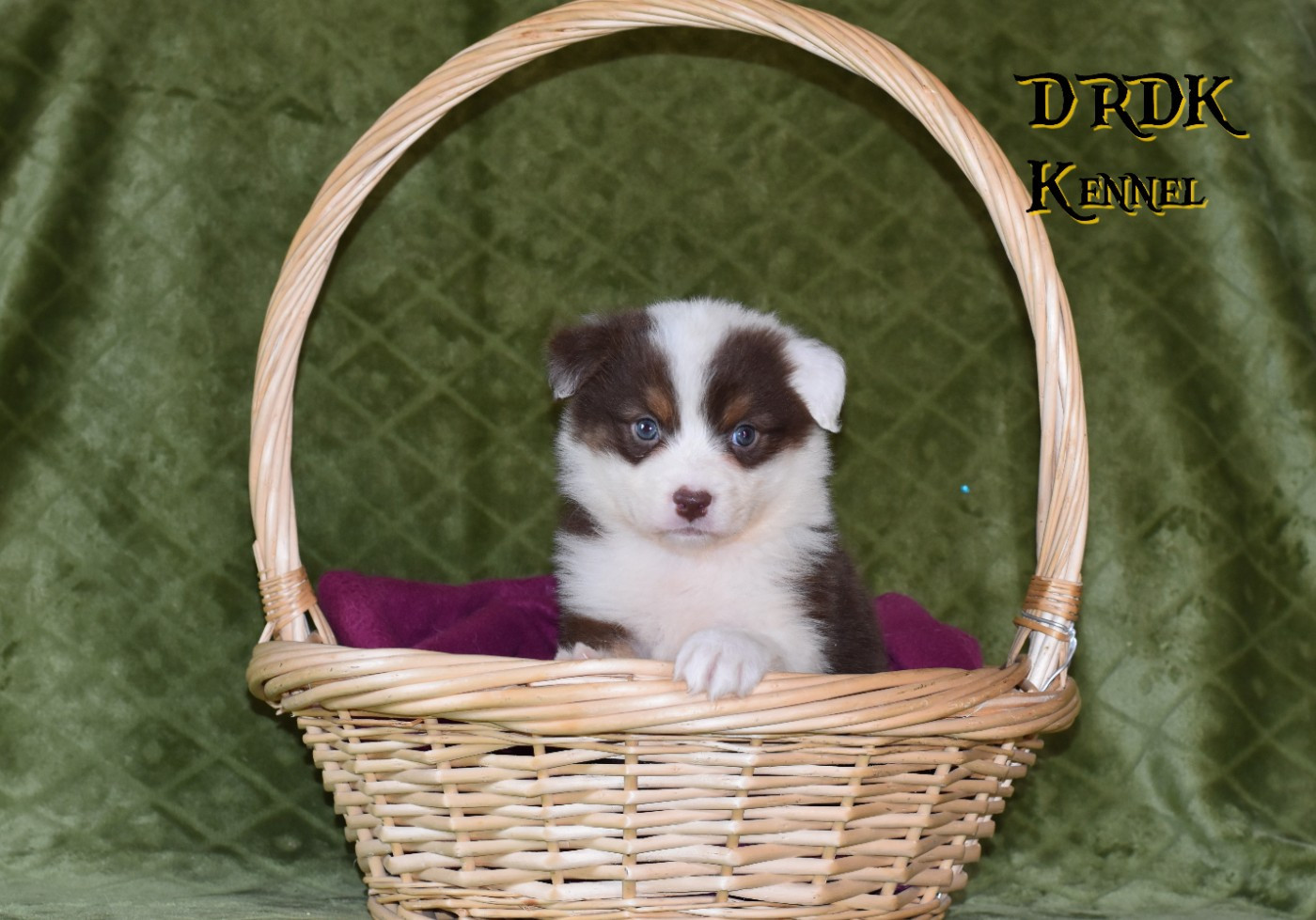 Du Royaume Des Khaleesis - Chiots disponibles - Berger Australien