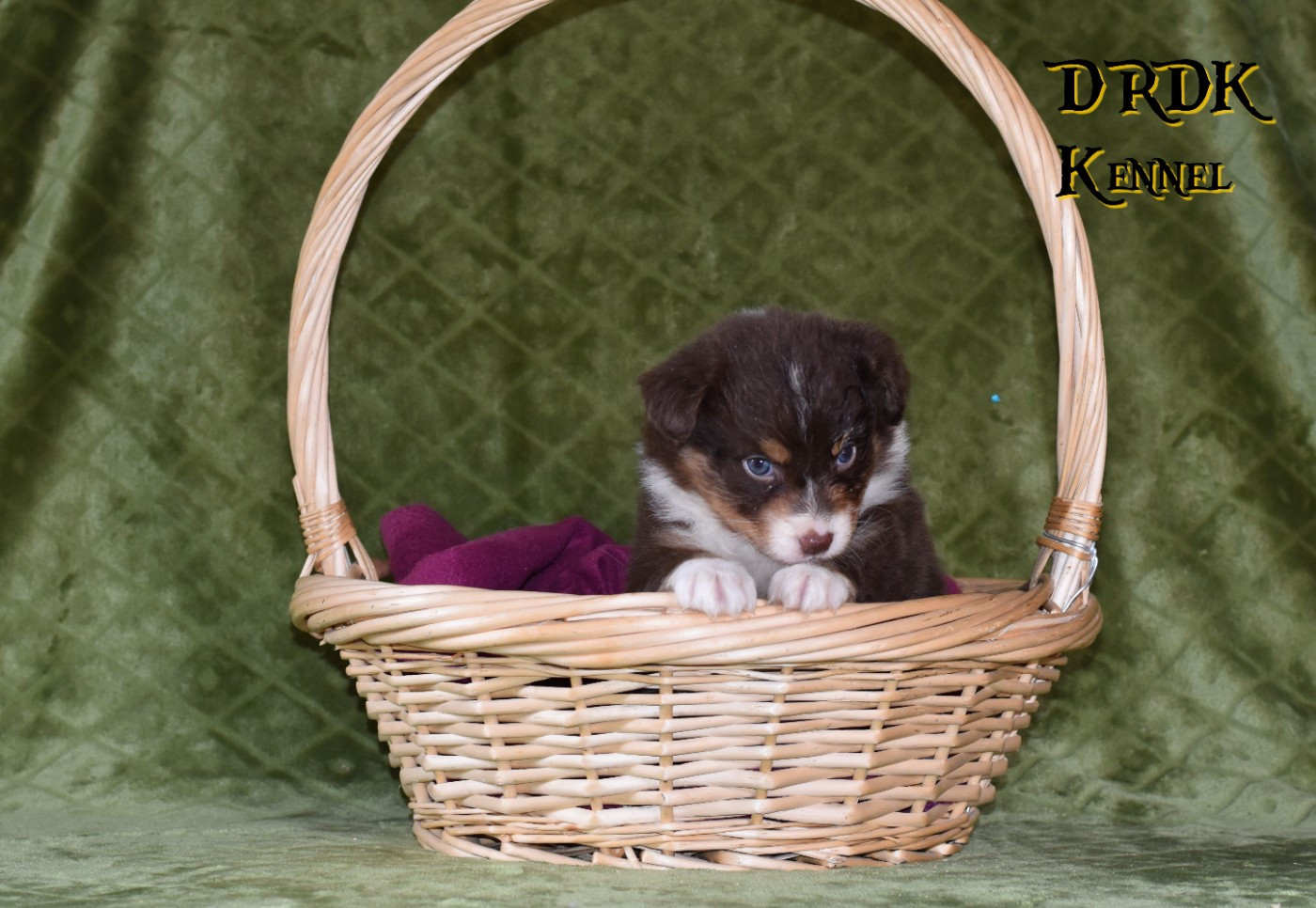 Du Royaume Des Khaleesis - Chiots disponibles - Berger Australien