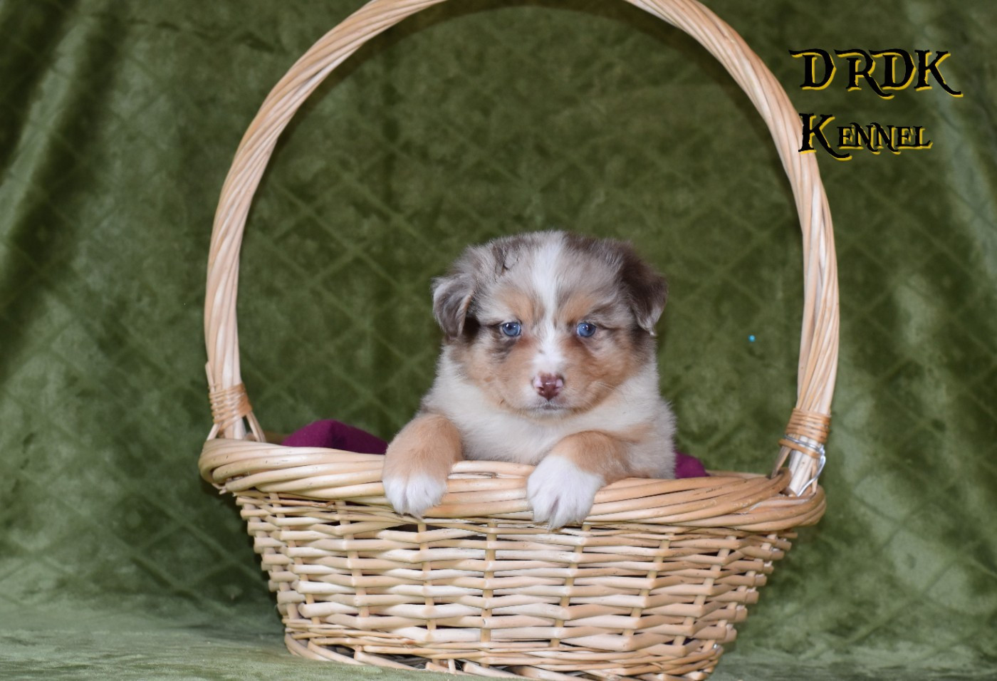 Du Royaume Des Khaleesis - Chiots disponibles - Berger Australien