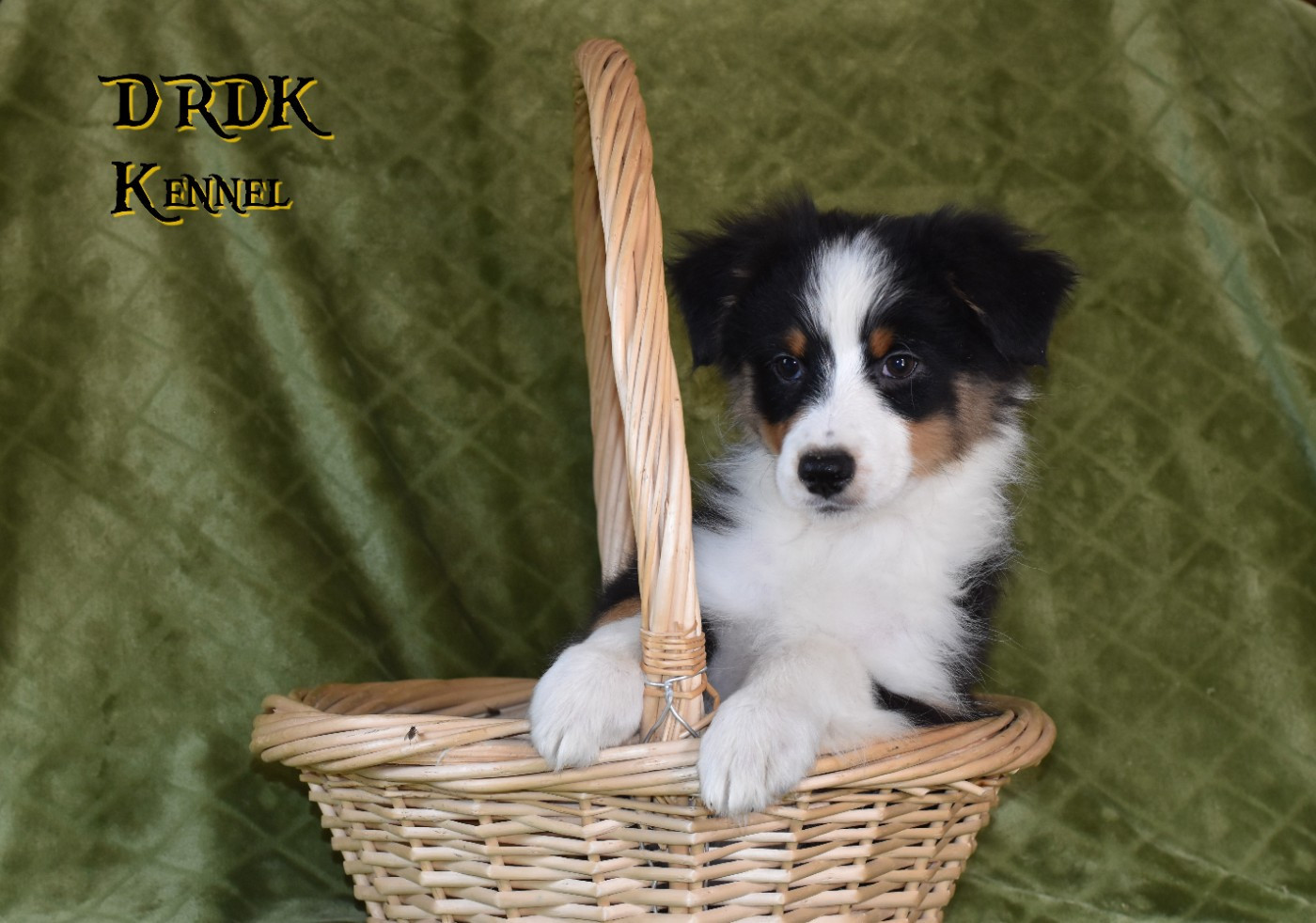 Du Royaume Des Khaleesis - Chiots disponibles - Berger Australien