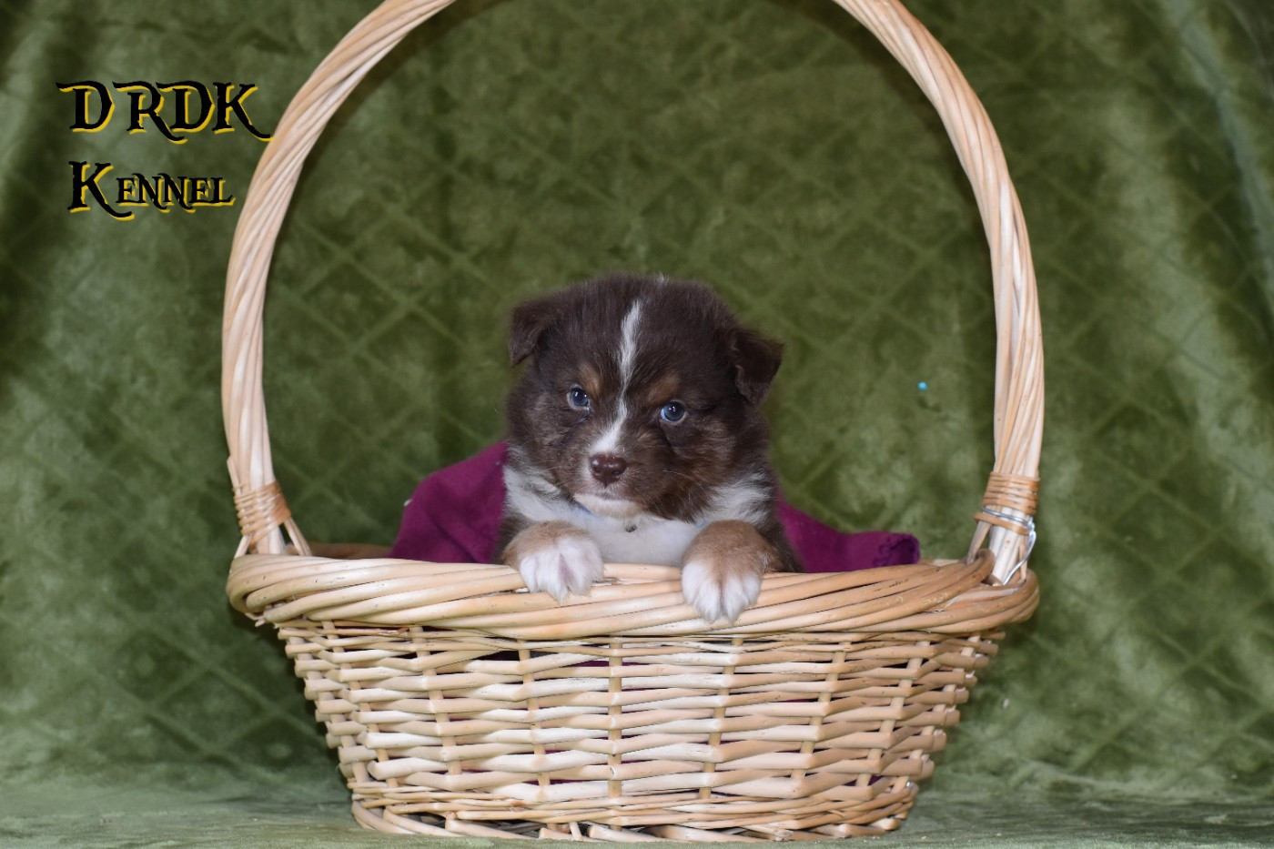 Du Royaume Des Khaleesis - Chiots disponibles - Berger Australien