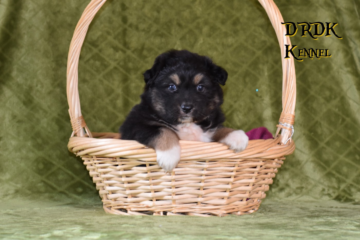 Du Royaume Des Khaleesis - Chiots disponibles - Berger Australien