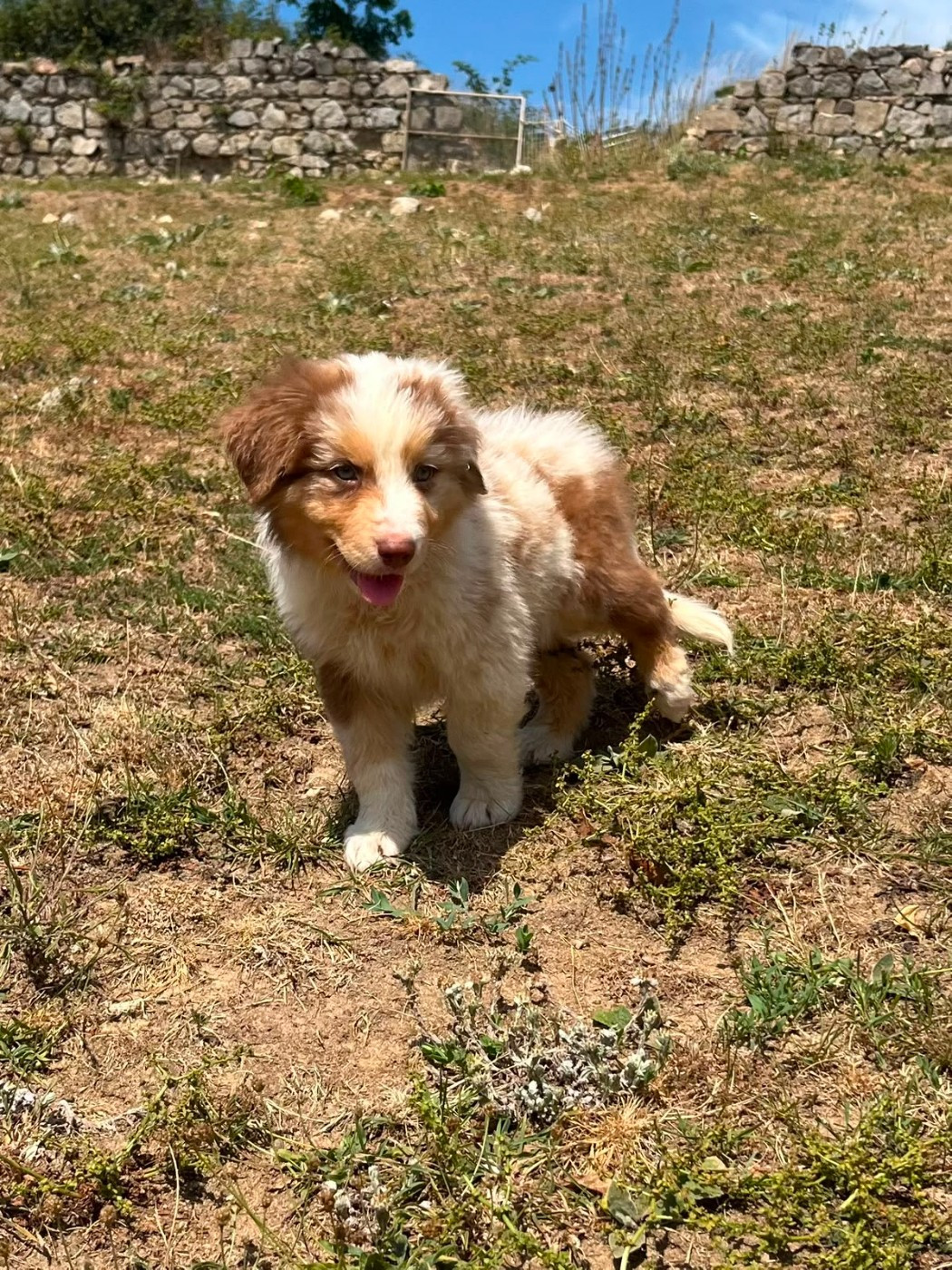 Du Royaume Des Khaleesis - Chiots disponibles - Berger Australien