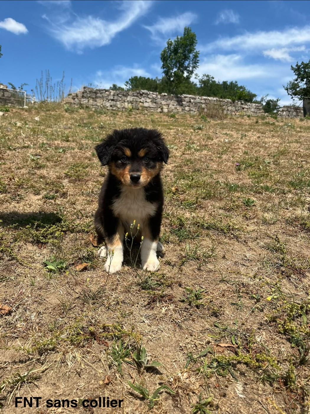 Du Royaume Des Khaleesis - Chiots disponibles - Berger Australien