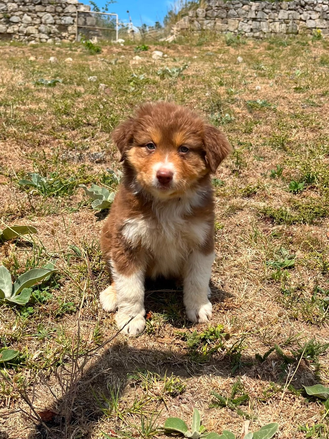 Du Royaume Des Khaleesis - Chiots disponibles - Berger Australien