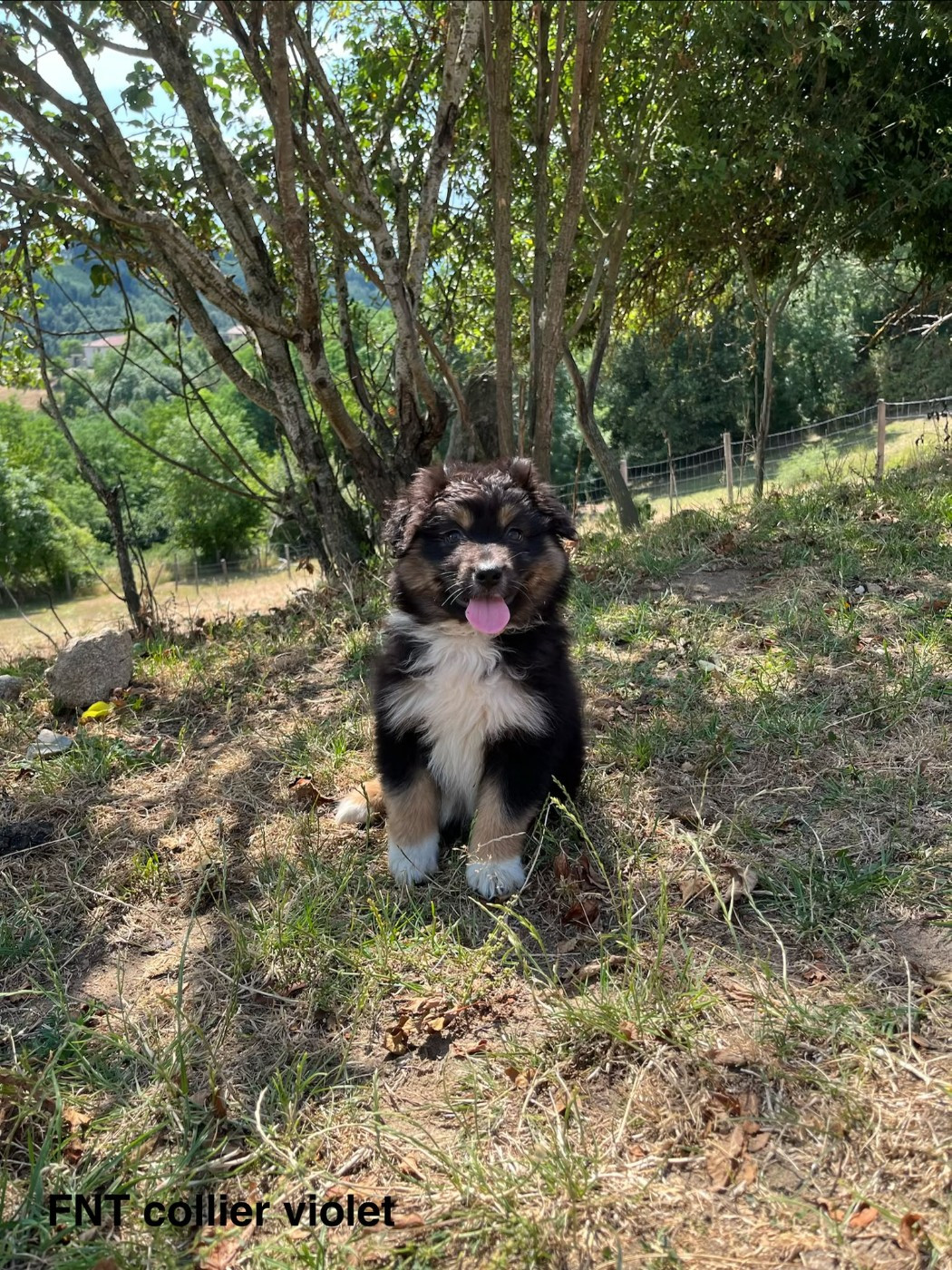 Du Royaume Des Khaleesis - Chiots disponibles - Berger Australien