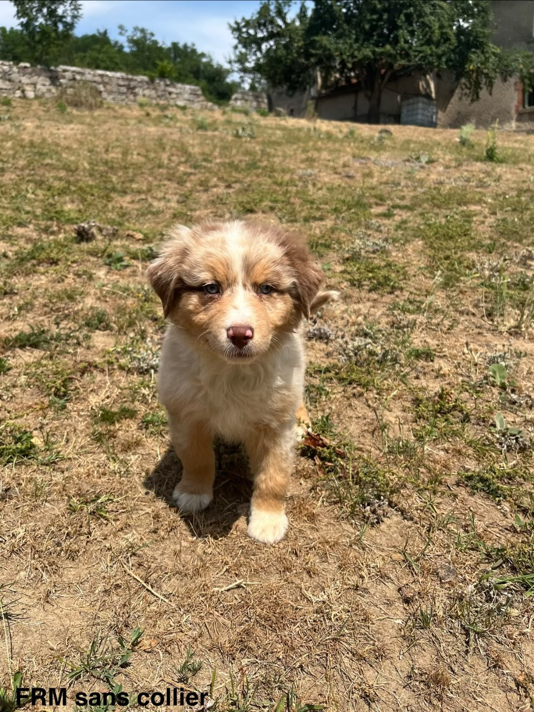Du Royaume Des Khaleesis - Chiots disponibles - Berger Australien