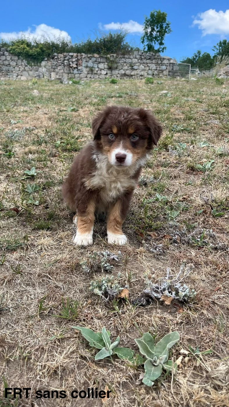 Du Royaume Des Khaleesis - Chiots disponibles - Berger Australien