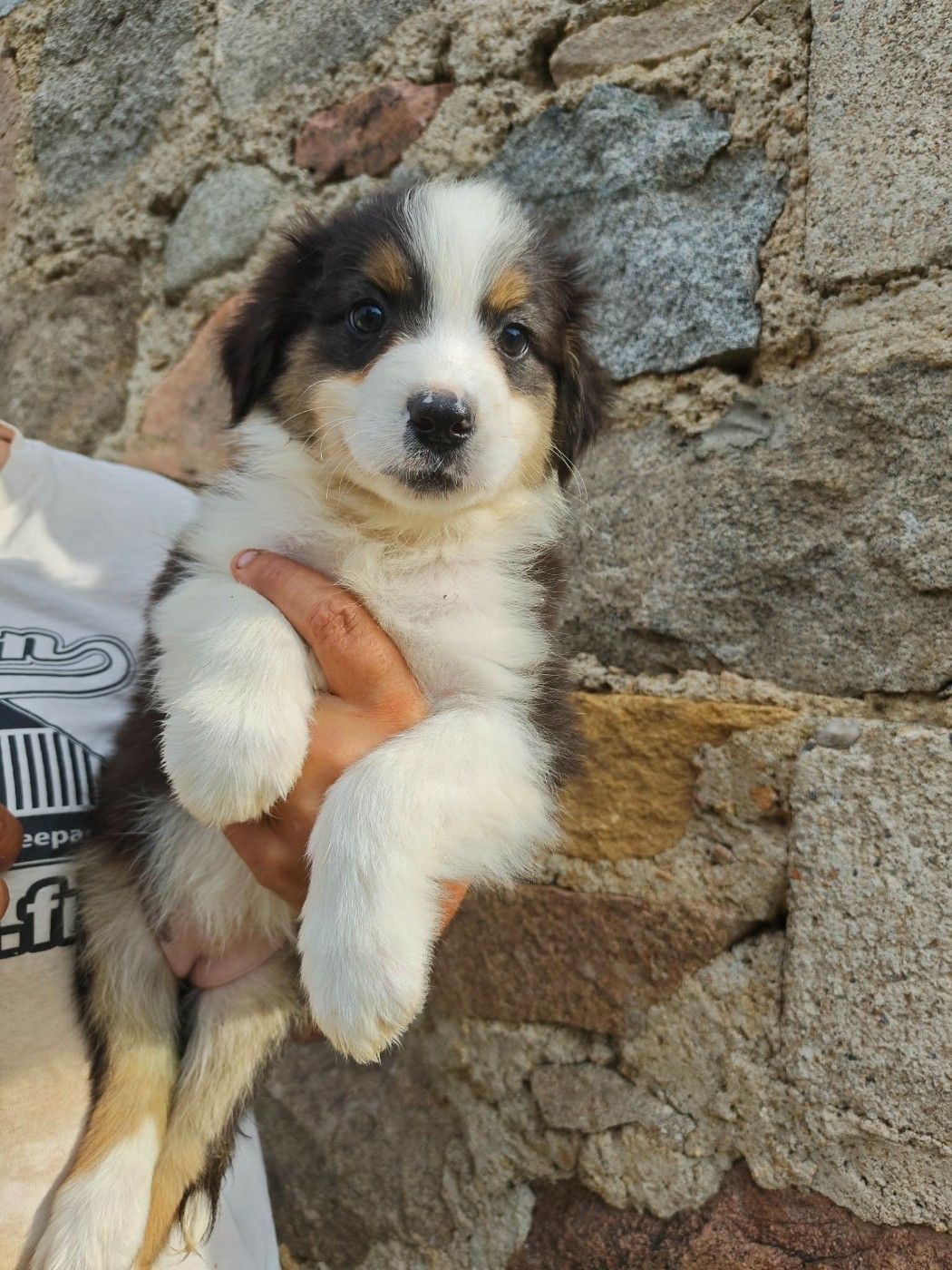 Du Royaume Des Khaleesis - Chiots disponibles - Berger Australien