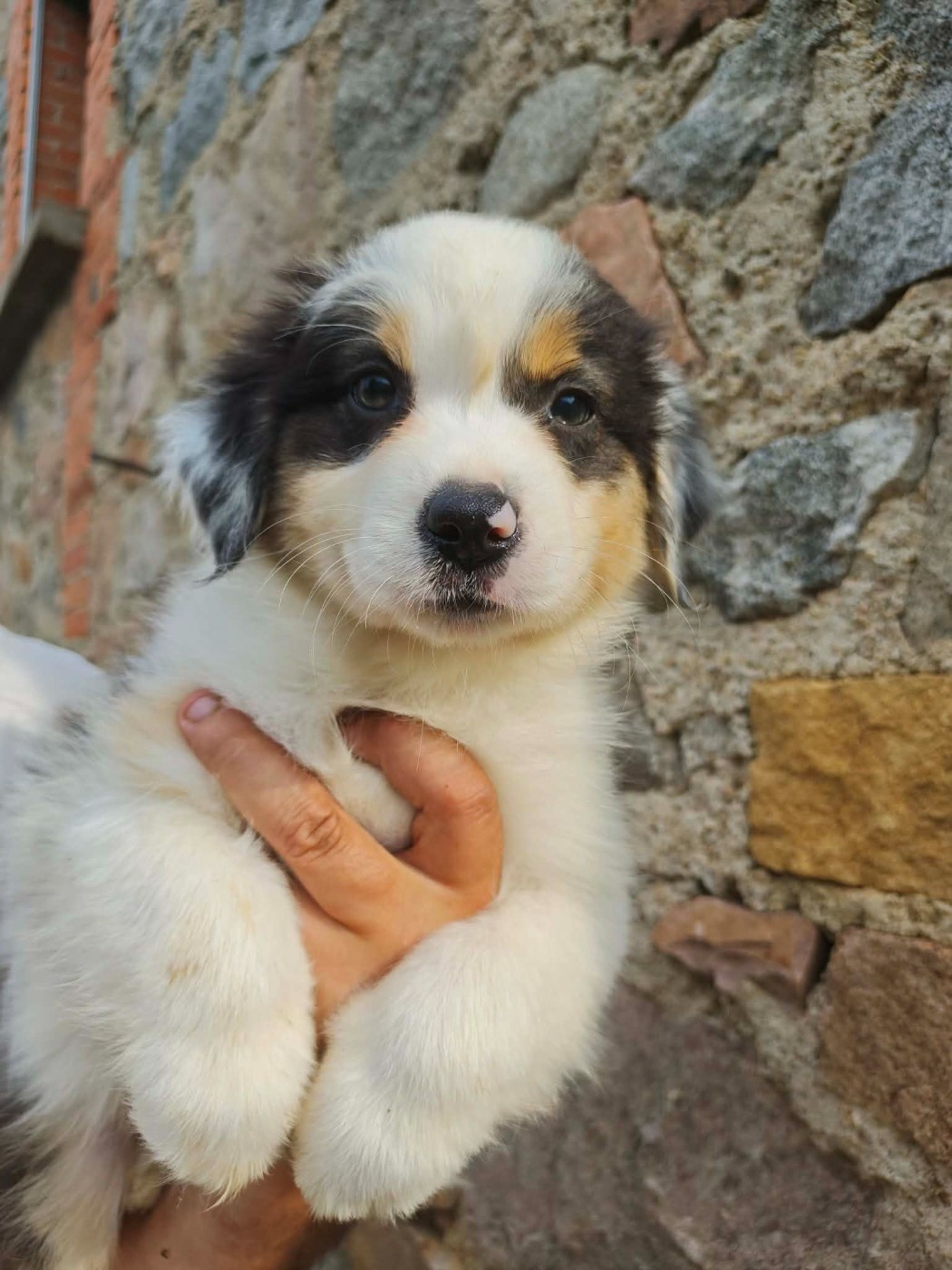 Du Royaume Des Khaleesis - Chiots disponibles - Berger Australien