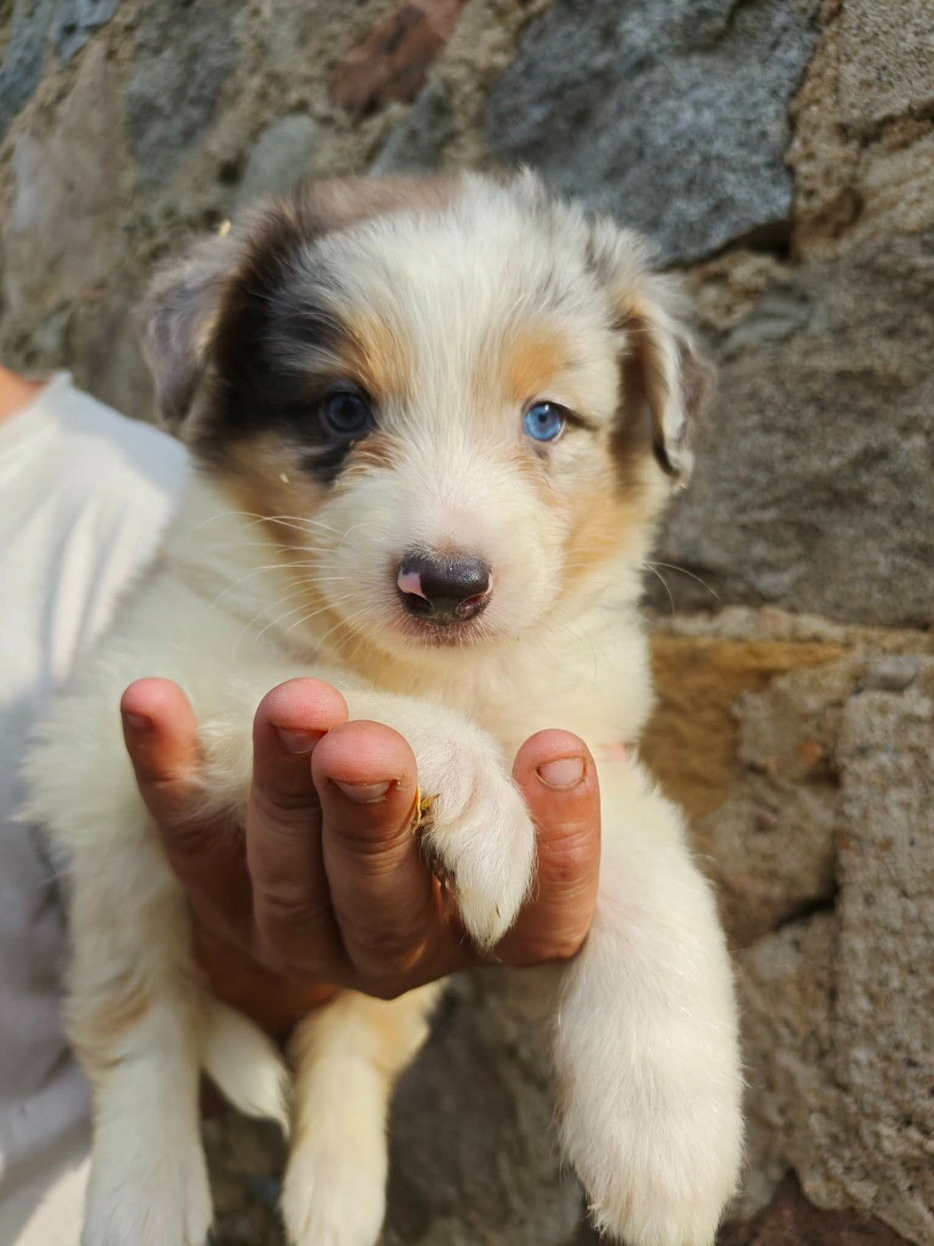 Du Royaume Des Khaleesis - Chiots disponibles - Berger Australien