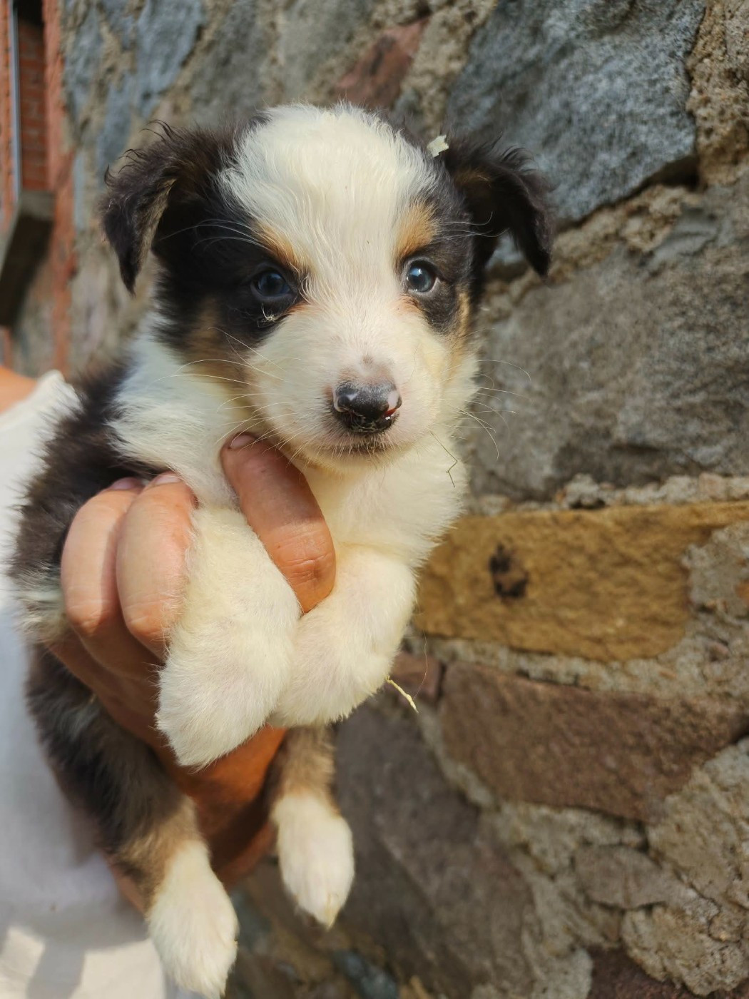 Du Royaume Des Khaleesis - Chiots disponibles - Berger Australien