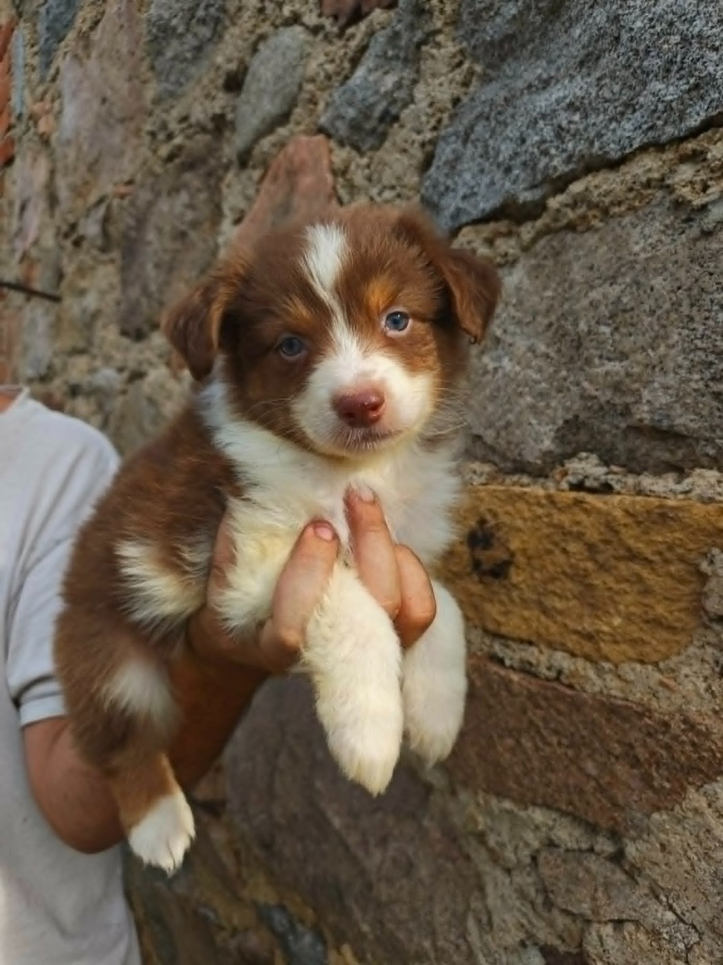 Du Royaume Des Khaleesis - Chiots disponibles - Berger Australien