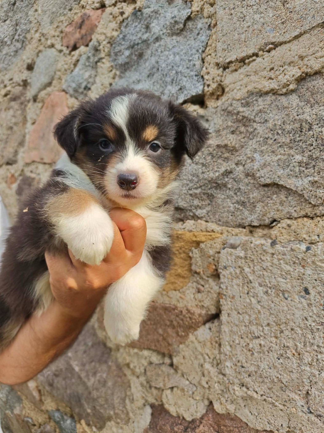 Du Royaume Des Khaleesis - Chiots disponibles - Berger Australien