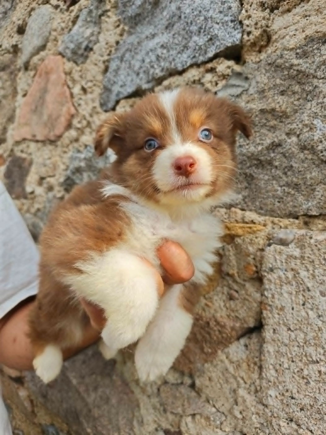 Du Royaume Des Khaleesis - Chiots disponibles - Berger Australien
