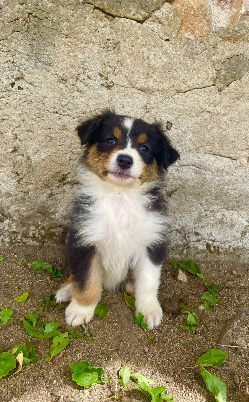 Du Royaume Des Khaleesis - Chiots disponibles - Berger Australien