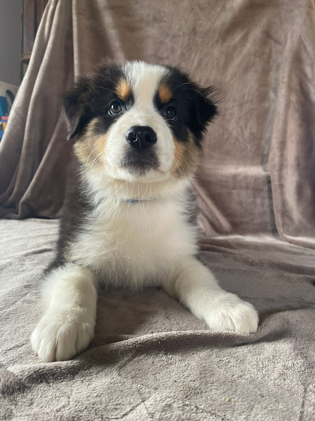 Du Royaume Des Khaleesis - Chiots disponibles - Berger Australien