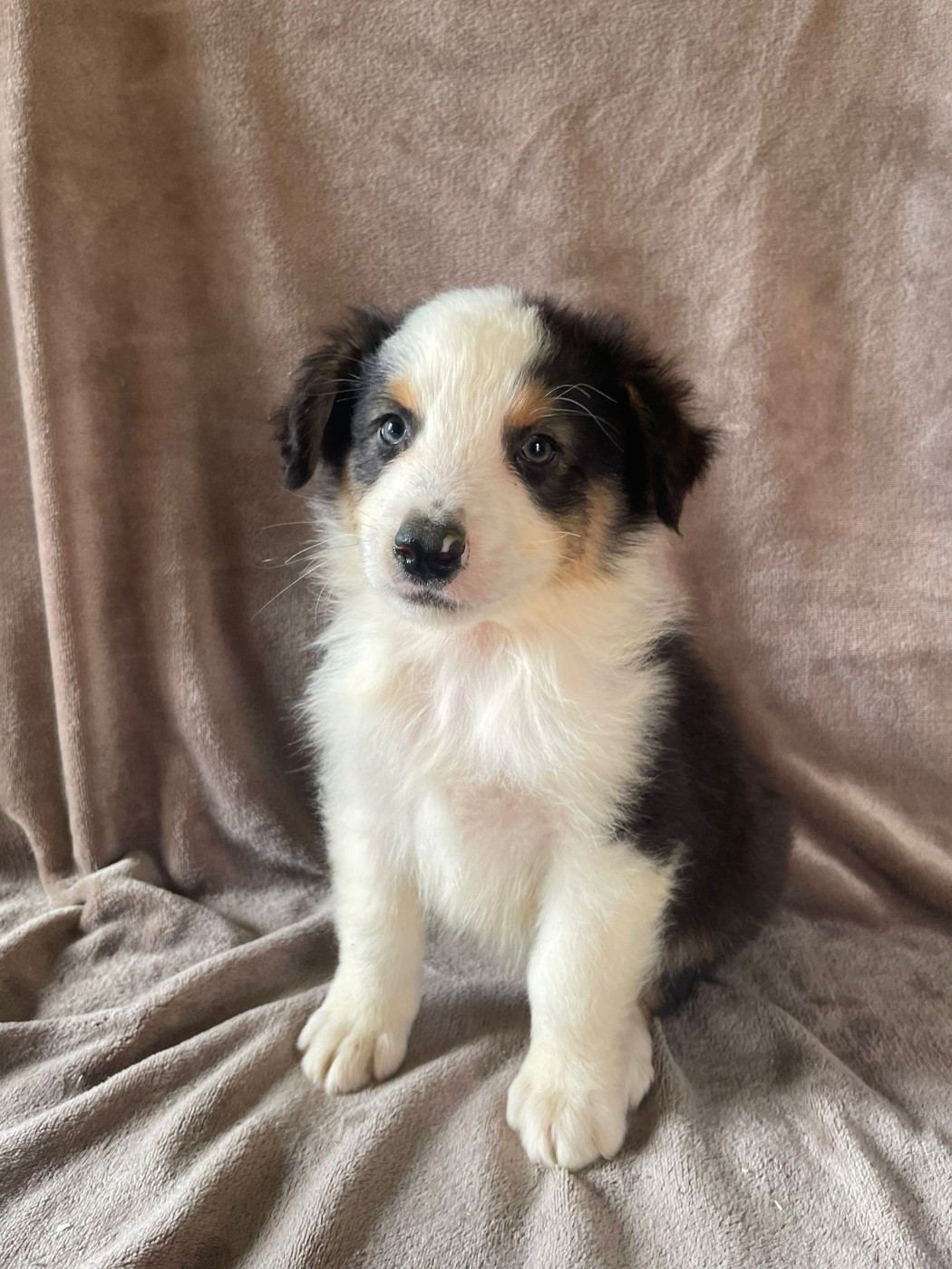 Du Royaume Des Khaleesis - Chiots disponibles - Berger Australien