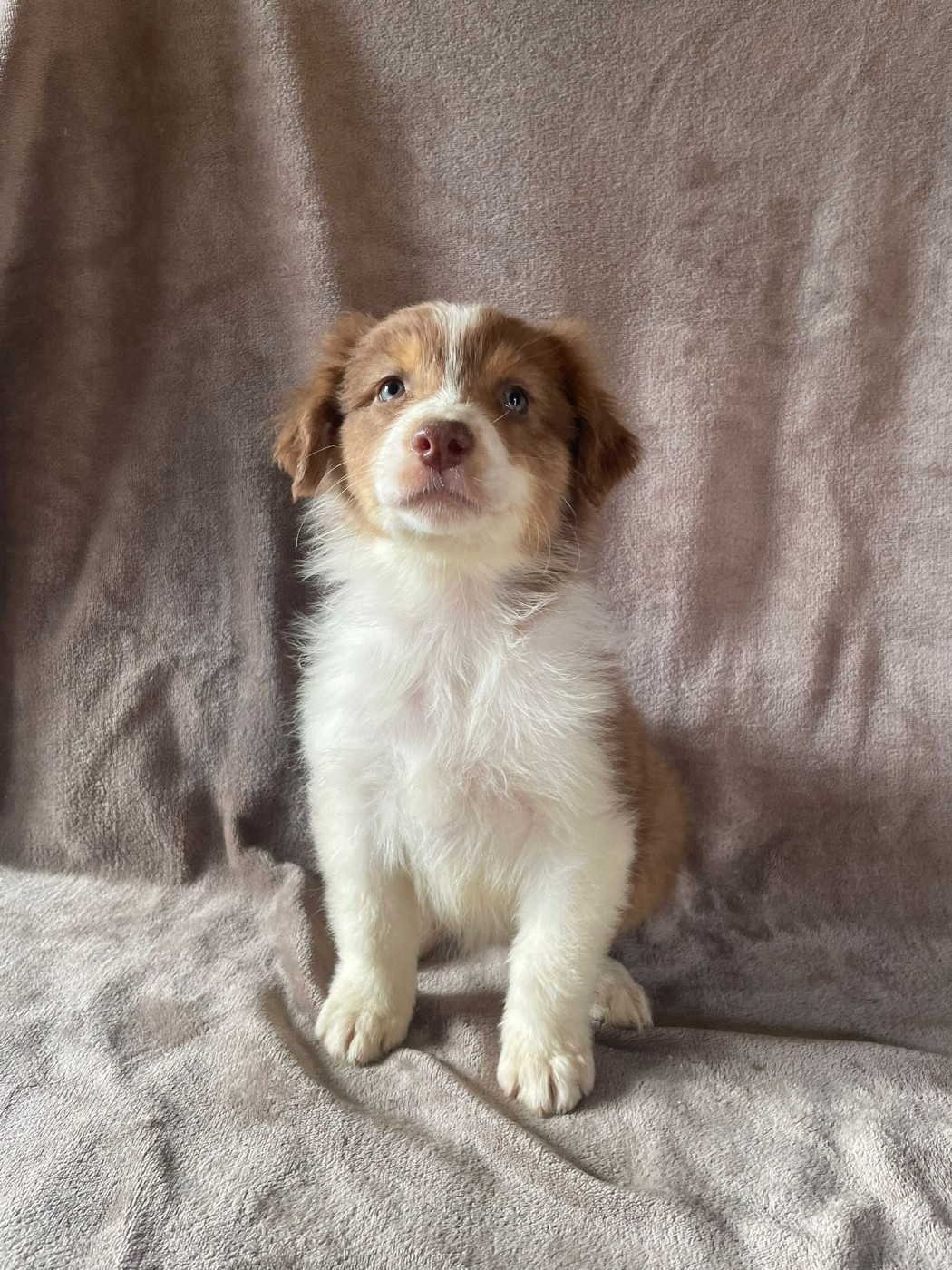 Du Royaume Des Khaleesis - Chiots disponibles - Berger Australien