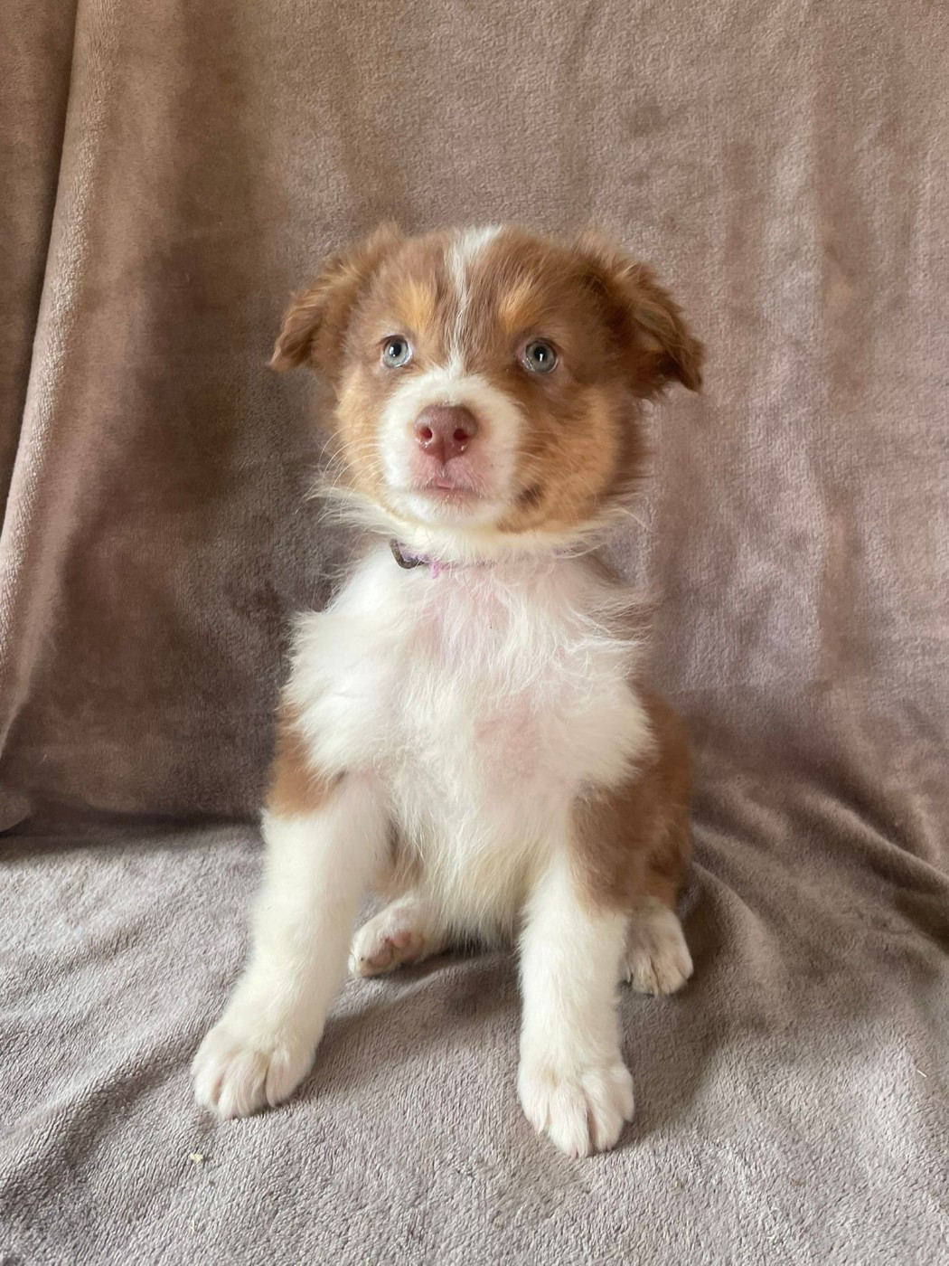 Du Royaume Des Khaleesis - Chiots disponibles - Berger Australien