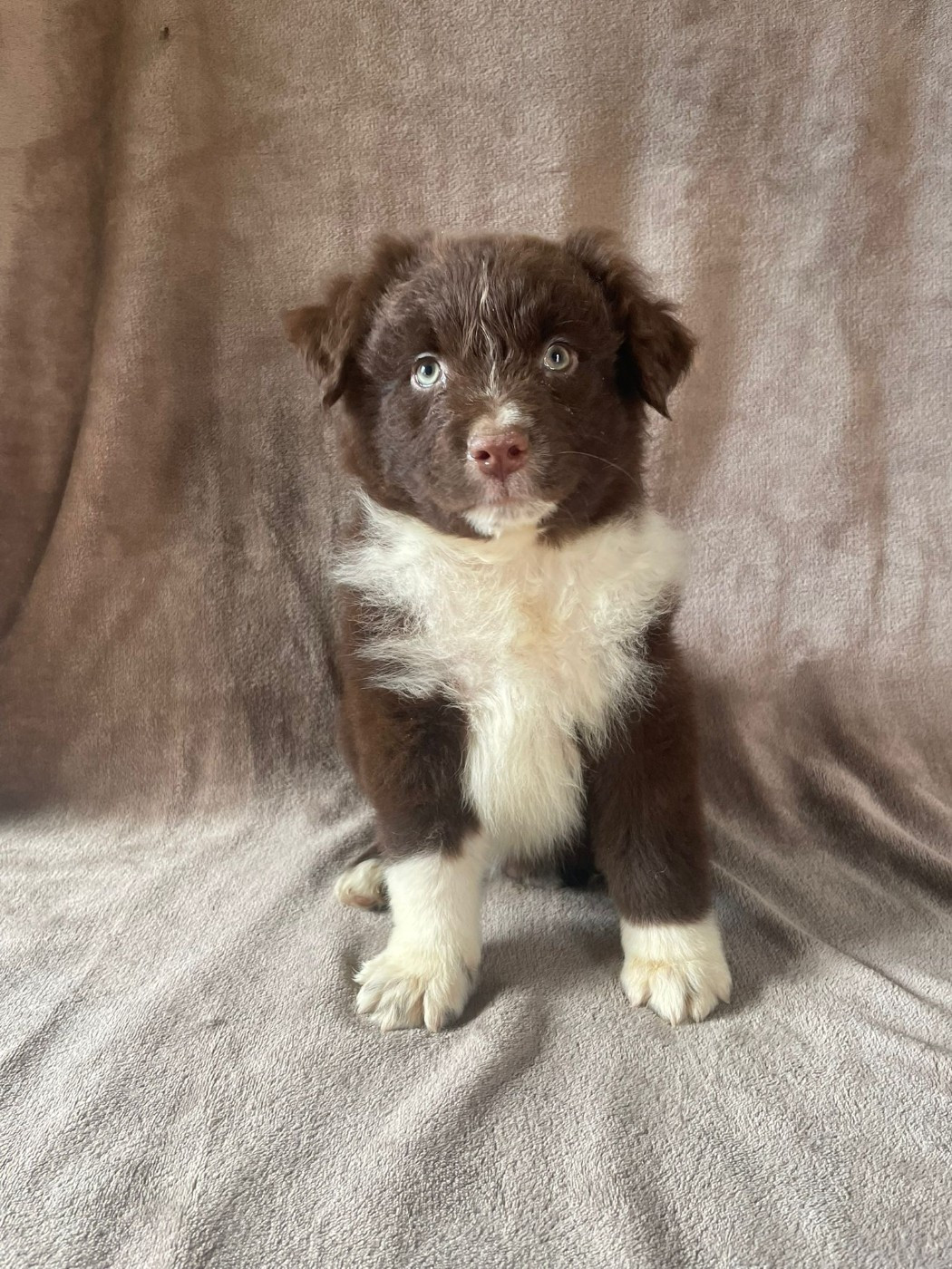 Du Royaume Des Khaleesis - Chiots disponibles - Berger Australien