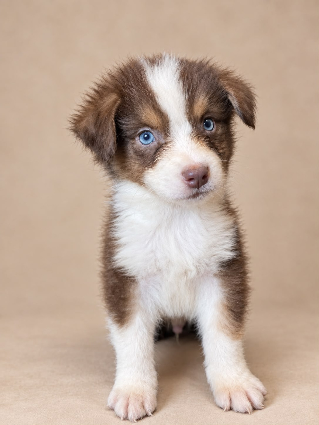 Du Royaume Des Khaleesis - Chiots disponibles - Berger Australien