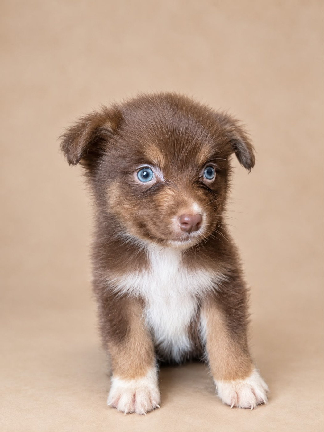 Du Royaume Des Khaleesis - Chiots disponibles - Berger Australien