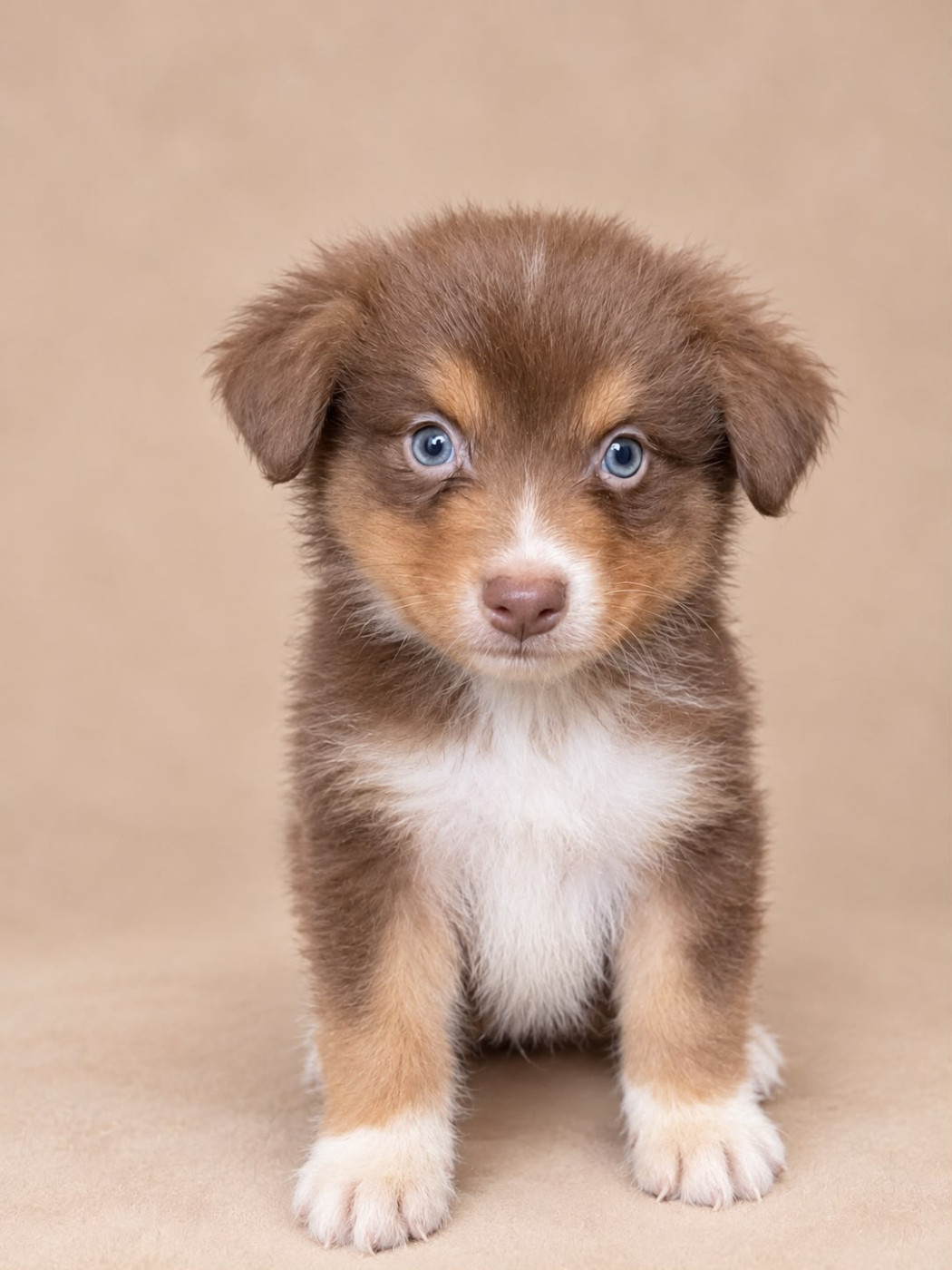 Du Royaume Des Khaleesis - Chiots disponibles - Berger Australien