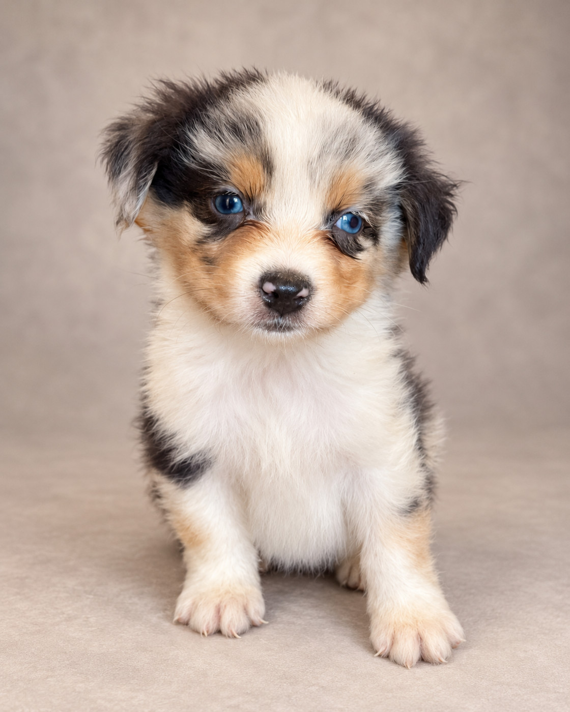 Du Royaume Des Khaleesis - Chiots disponibles - Berger Australien
