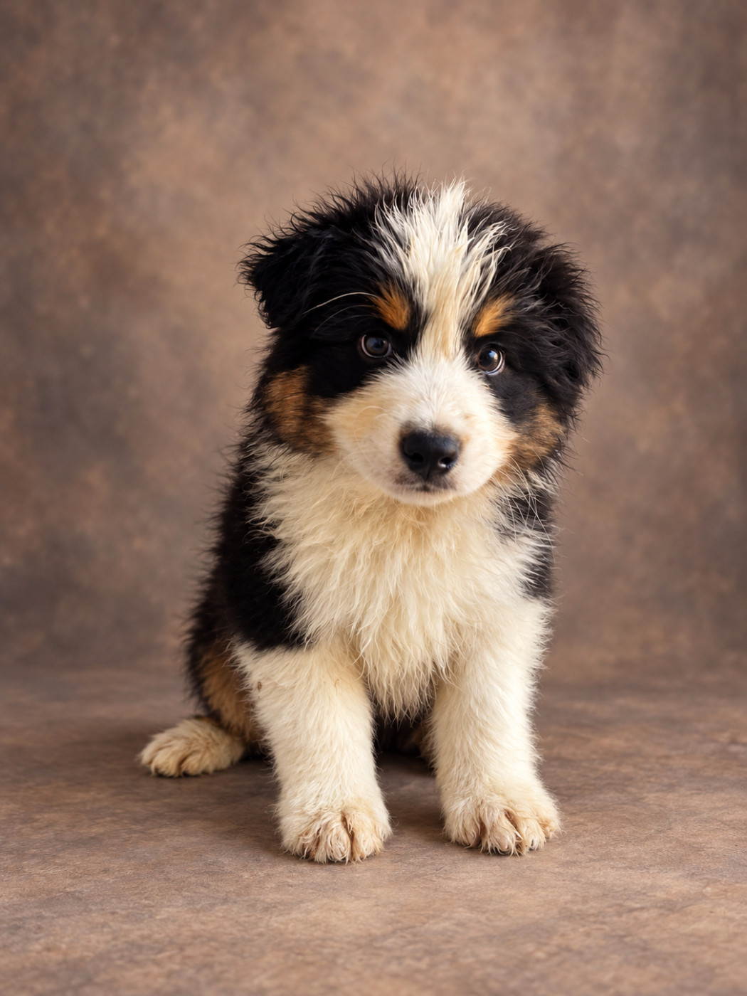Du Royaume Des Khaleesis - Chiots disponibles - Berger Australien