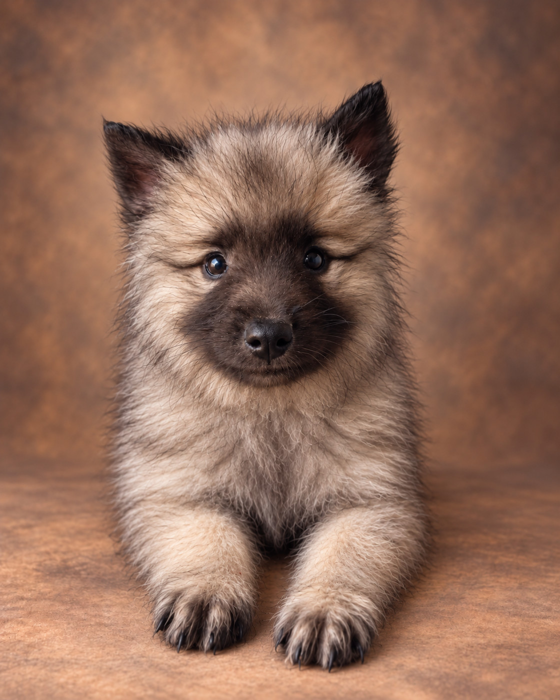 Du Royaume Des Khaleesis - Chiots disponibles - Spitz allemand