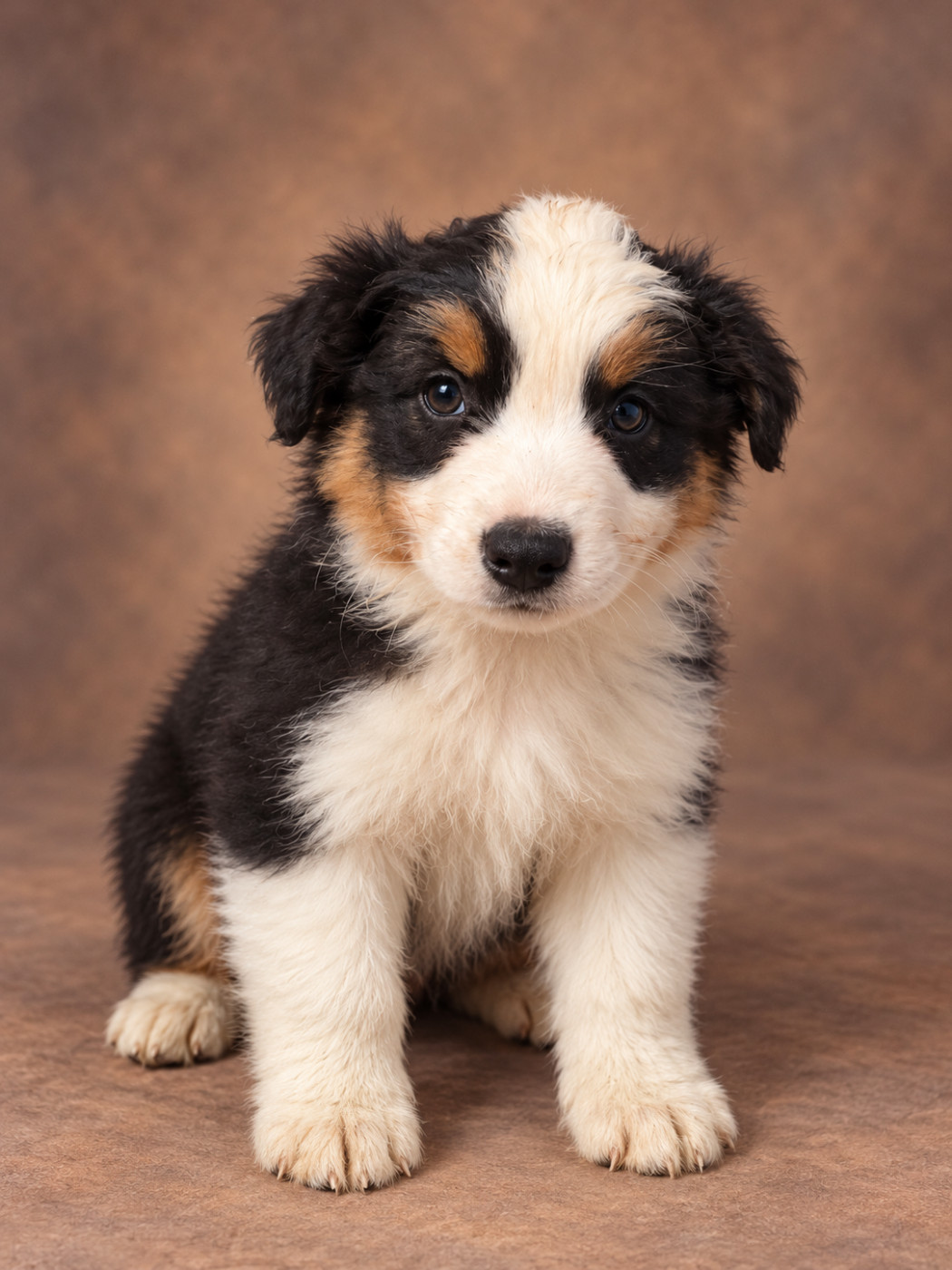 Du Royaume Des Khaleesis - Chiots disponibles - Berger Australien