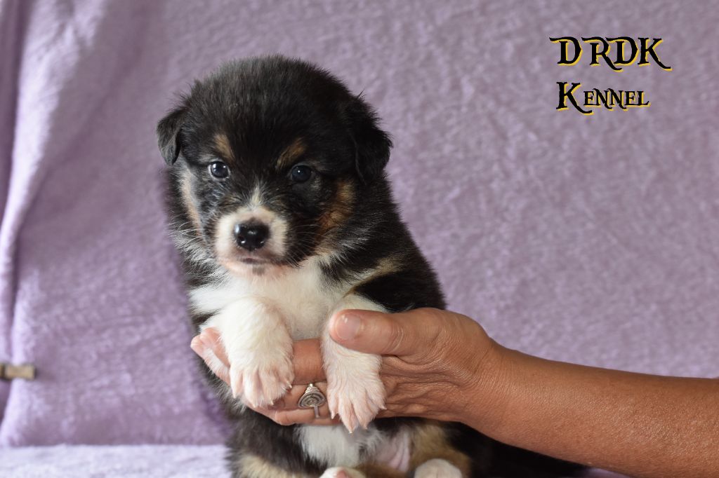 Du Royaume Des Khaleesis - Chiots disponibles - Berger Australien