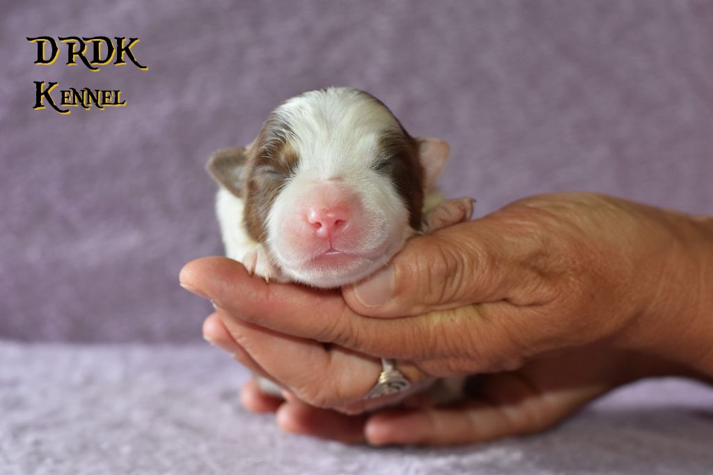 Du Royaume Des Khaleesis - Chiots disponibles - Berger Australien