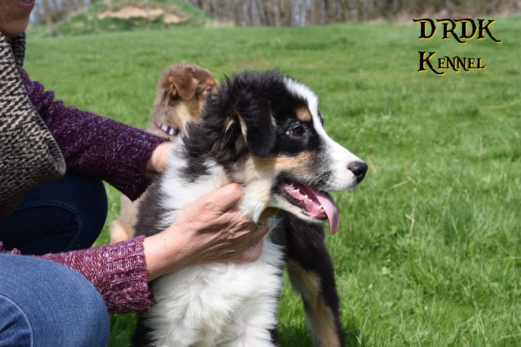 Du Royaume Des Khaleesis - Chiots disponibles - Berger Australien