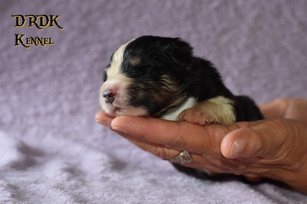 Du Royaume Des Khaleesis - Chiots disponibles - Berger Australien