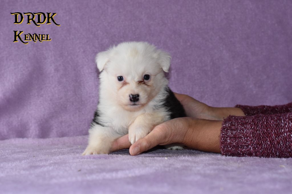 Du Royaume Des Khaleesis - Chiots disponibles - Berger Australien