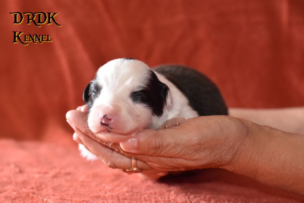 Du Royaume Des Khaleesis - Chiots disponibles - Berger Australien