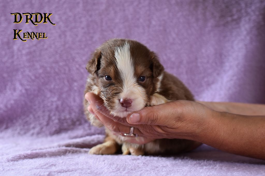 Du Royaume Des Khaleesis - Chiots disponibles - Berger Australien