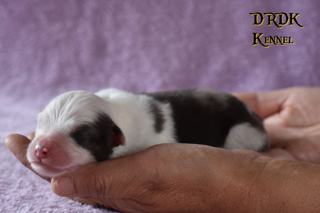 Du Royaume Des Khaleesis - Chiots disponibles - Berger Australien