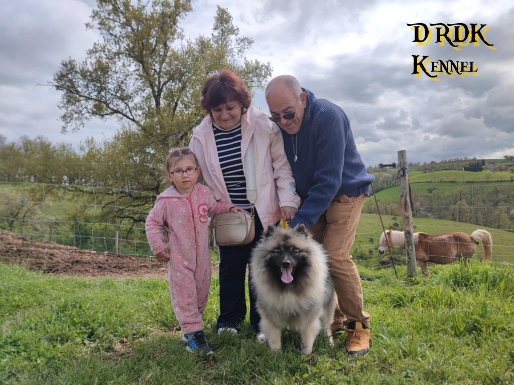 Du Royaume Des Khaleesis - Spitz allemand - Portée née le 05/01/2024